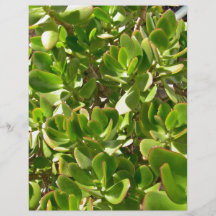 Hojas de la planta del jade tarjetón