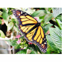 Hojas de las flores de mariposas de la mariposa esculturas fotográficas