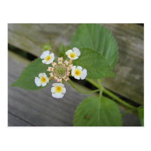 Hojas de las macros de las flores blancas tarjetas postales