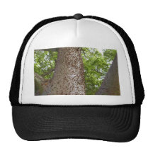Hojas de los árboles de los puntos gorras