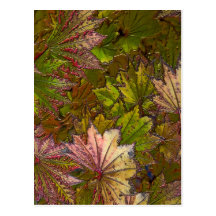 Hojas de otoño: Albert Camus - postal