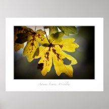 Hojas de otoño, cañada de los diablos, Wicklow Posters