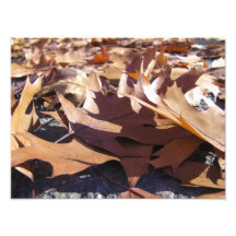 Hojas de otoño cojinete