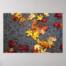hojas de otoño del follaje de otoño de New Hampshi Posters