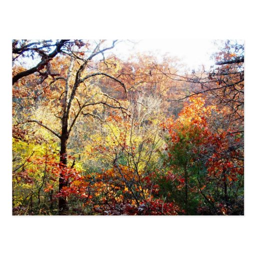 Hojas de otoño en Missouri Tarjetas Postales