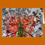 hojas de otoño tarjetas