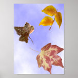 Hojas de otoño impresiones