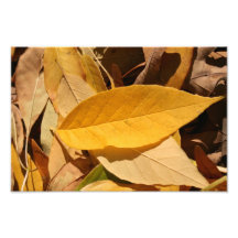Hojas de otoño impresiones fotográficas