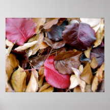 Hojas de otoño poster