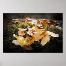 Hojas de otoño, Wicklow - lona Posters
