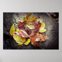 Hojas de otoño y roca del río, Wicklow Impresiones