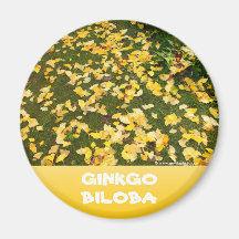 Hojas del biloba del Ginkgo Imán