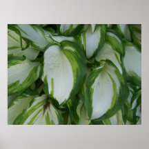 Hojas del primer HD de la planta Impresiones