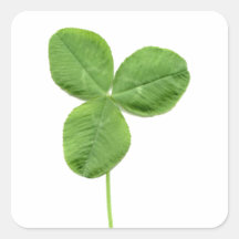 Hojas del Trifolium del trébol del trébol del tréb Pegatinas