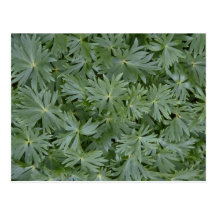 Hojas del verde postales