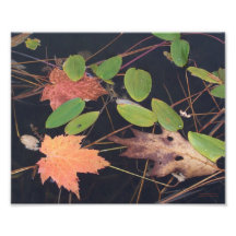 Hojas flotantes arte fotografico