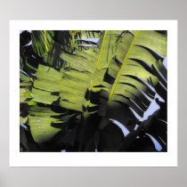 Hojas tropicales posters