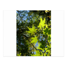 hojas verdes brillantes postales