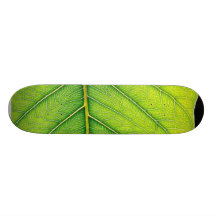 Hojas verdes de la hoja patín
