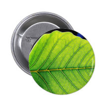 Hojas verdes de la hoja pin