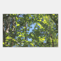 Hojas verdes del álamo de Aspen en verano Pegatinas