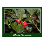 Hojas y bayas rojas, Felices Navidad del acebo Postal