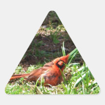 Hola cardenal colcomanias triangulo personalizadas