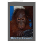 Hola de la foto del orangután de Indonesia tarjetas