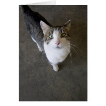 Hola del gato tarjetón