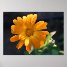 Hola impresión de la sol poster