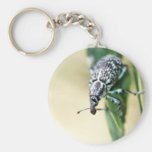 Hola insecto del elefante llavero