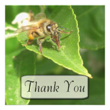 Hola la abeja le agradece las tarjetas anuncios  