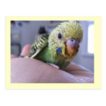 Hola Rufus Tarjetas Postales