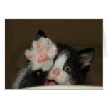 "Hola!" tarjeta de nota del gatito