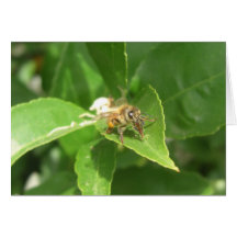 Hola tarjetas de la abeja