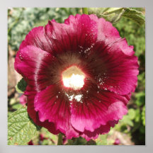 Hollyhock púrpura poster