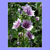 Hollyhock tarjetas postales