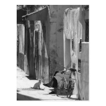 Hombre y gato tarjetas postales