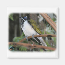 Honeyeater hecho frente azul 9Y209D-251 Imán Para Frigorifico