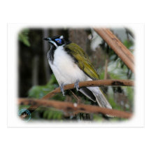 Honeyeater hecho frente azul 9Y209D-251 Tarjeta Postal