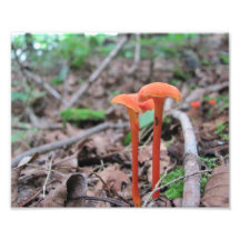 Hongos anaranjados en el bosque - impresión de la 