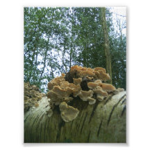Hongos Arte Con Fotos