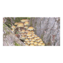Hongos en árbol tarjetas con fotos personalizadas