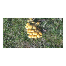 Hongos en el nuevo bosque plantilla para tarjeta de foto