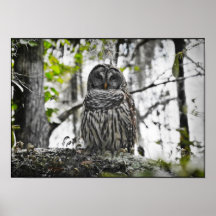 Hooter1 Impresiones