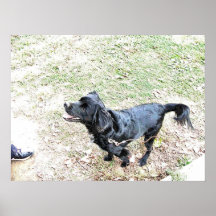 Hora de caminar el perro posters