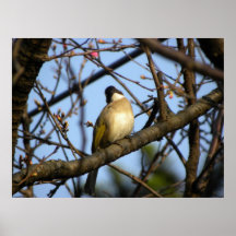 Hora de dar vuelta a alrededor/pájaro en cerezo fl poster