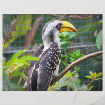 hornbill en perca en plantas verdes flyer a todo color