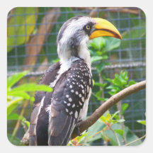 hornbill en perca en plantas verdes pegatinas cuadradases personalizadas