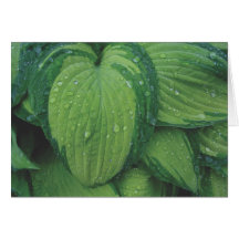 Hosta, 'June Tarjetón